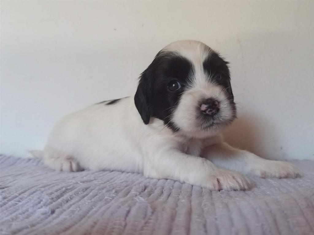 Tinghsa Bells J Litter 014