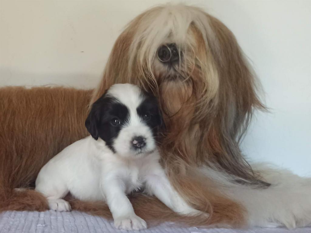 Tinghsa Bells J Litter 017