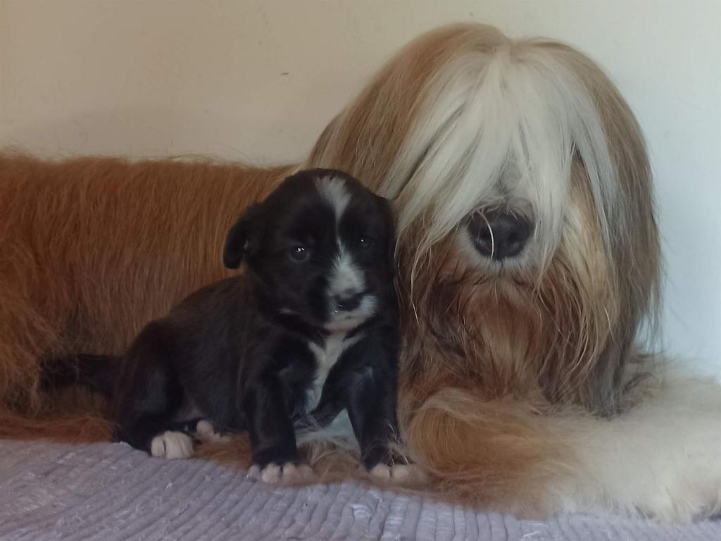 Tinghsa Bells J Litter 020