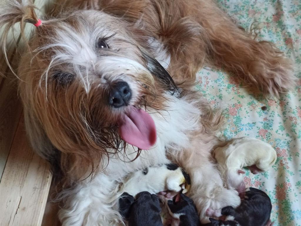 Tinghsa Bells J Litter 021