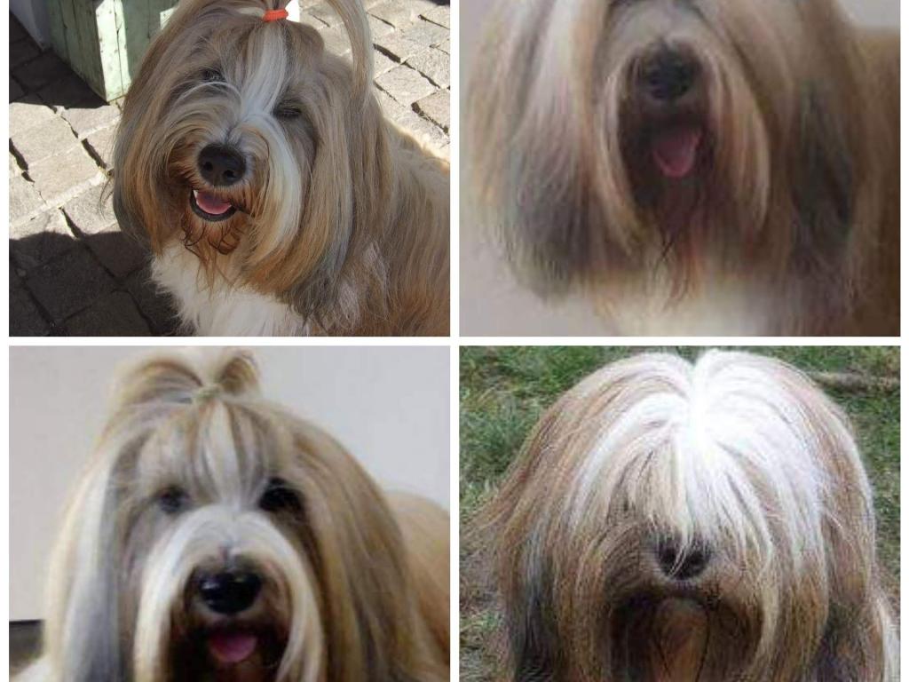 Tinghsa Bells Tibetan Terrier 0108