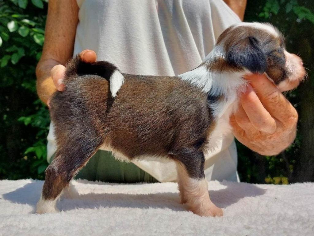 received_238387092162423