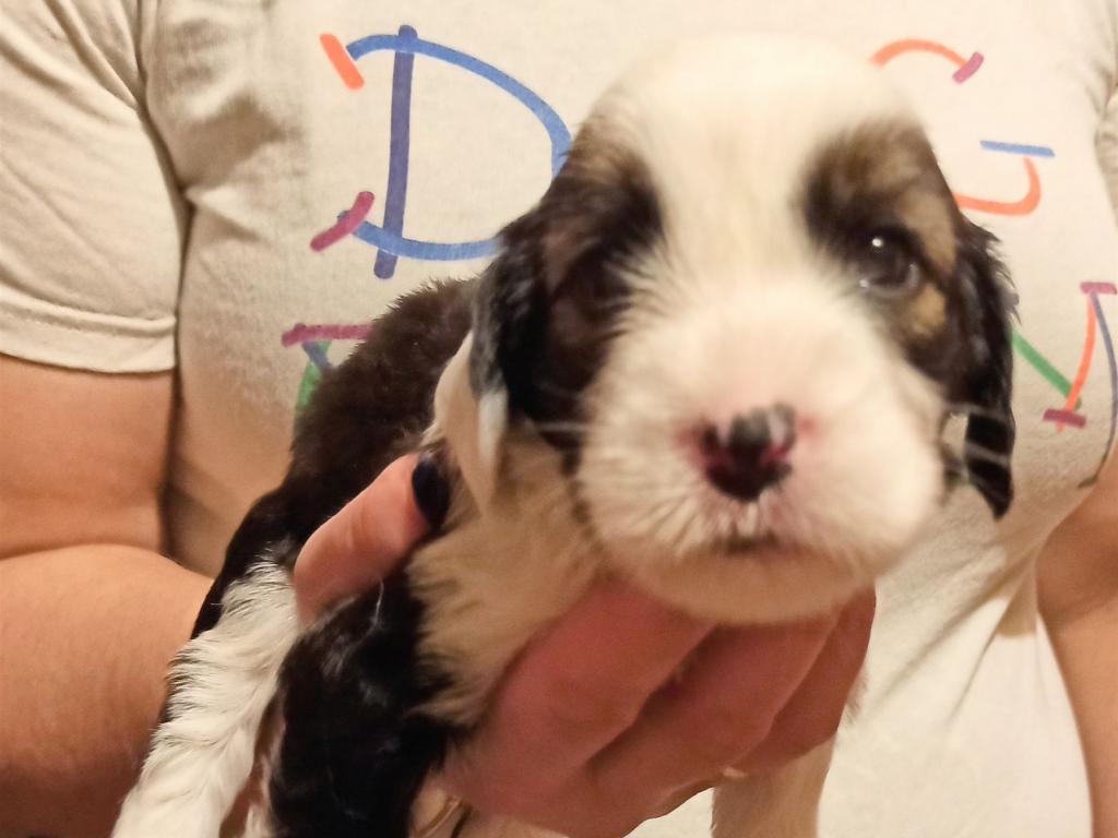 IMG_20260129_171141~2