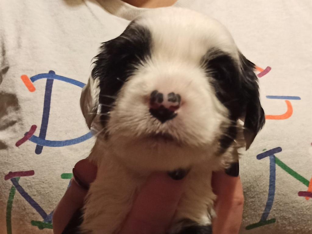 IMG_20260129_171633~2