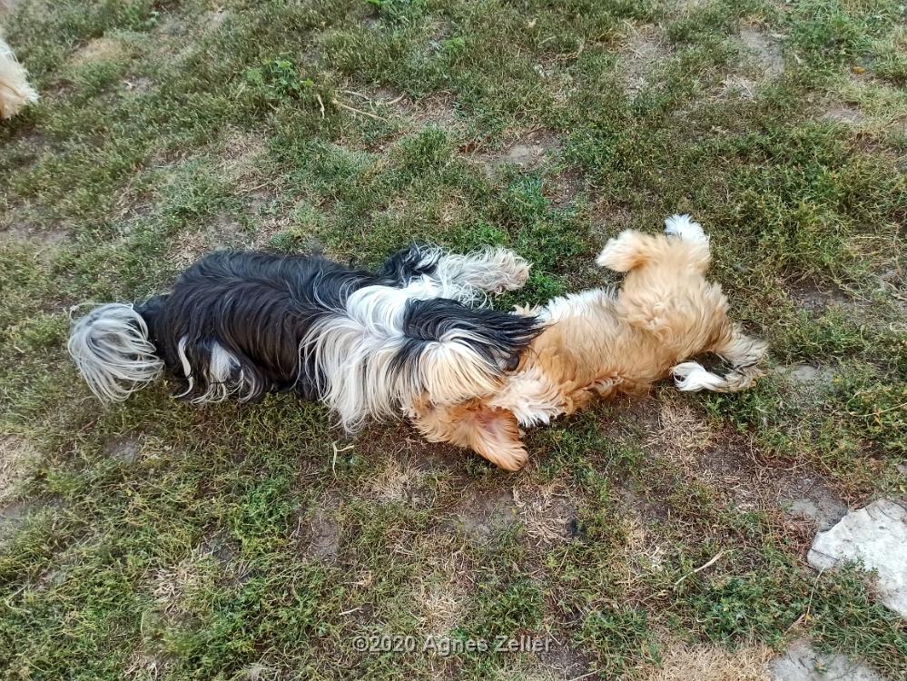 Tinghsa Bells Tibetan Terrier 0071