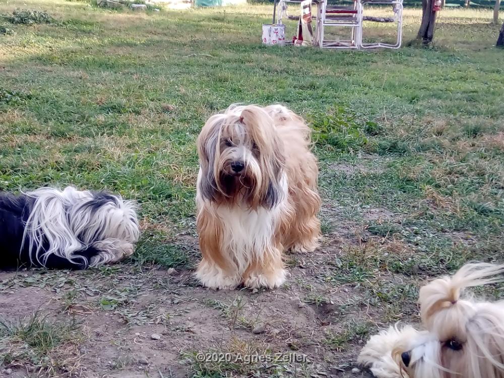 Tinghsa Bells Tibetan Terrier 0075