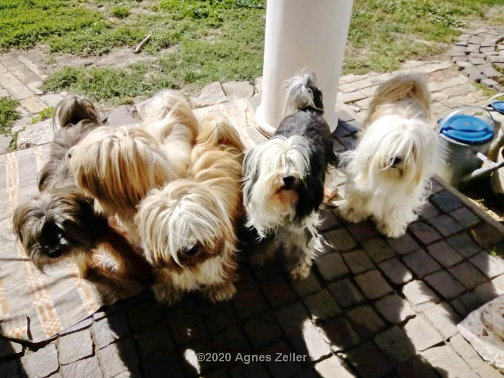 Tinghsa Bells Tibetan Terrier 0076