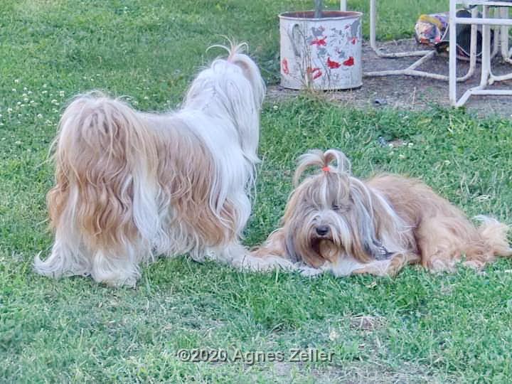 Tinghsa Bells Tibetan Terrier 0078