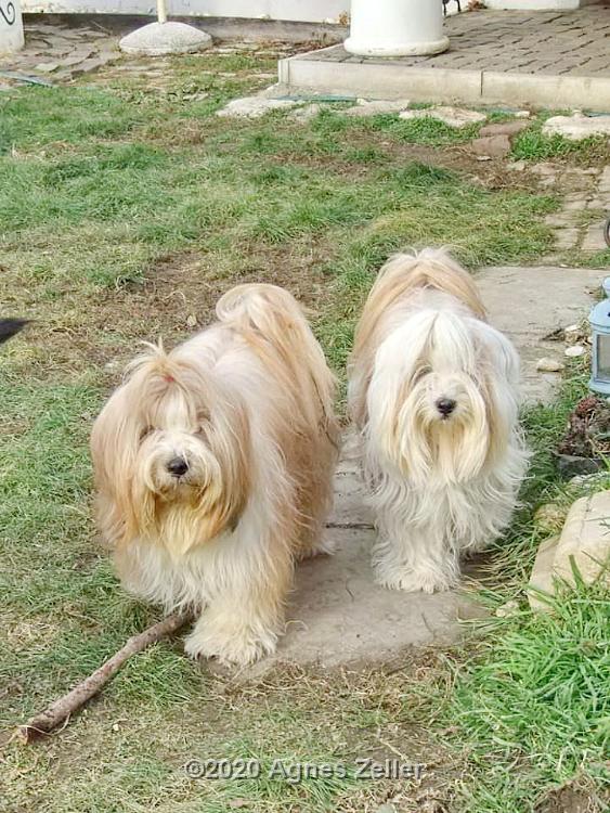 Tinghsa Bells Tibetan Terrier 0079