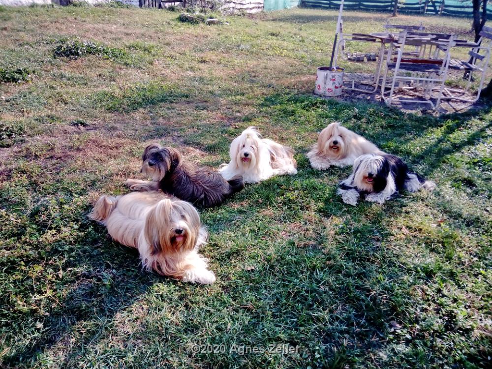 Tinghsa Bells Tibetan Terrier 0081