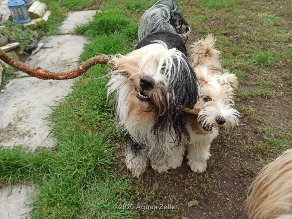 Tinghsa Bells Tibetan Terrier 0341