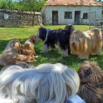 Tinghsa Bells Tibetan Terrier 0019