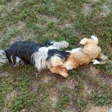 Tinghsa Bells Tibetan Terrier 0071