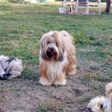 Tinghsa Bells Tibetan Terrier 0075