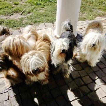 Tinghsa Bells Tibetan Terrier 0076