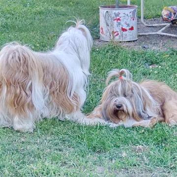 Tinghsa Bells Tibetan Terrier 0078