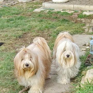 Tinghsa Bells Tibetan Terrier 0079