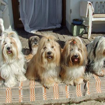 Tinghsa Bells Tibetan Terrier 0080