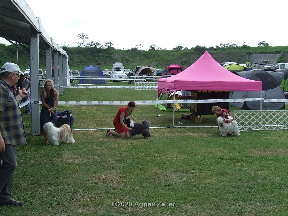 Tinghsa Bells Tibetan Terrier 01