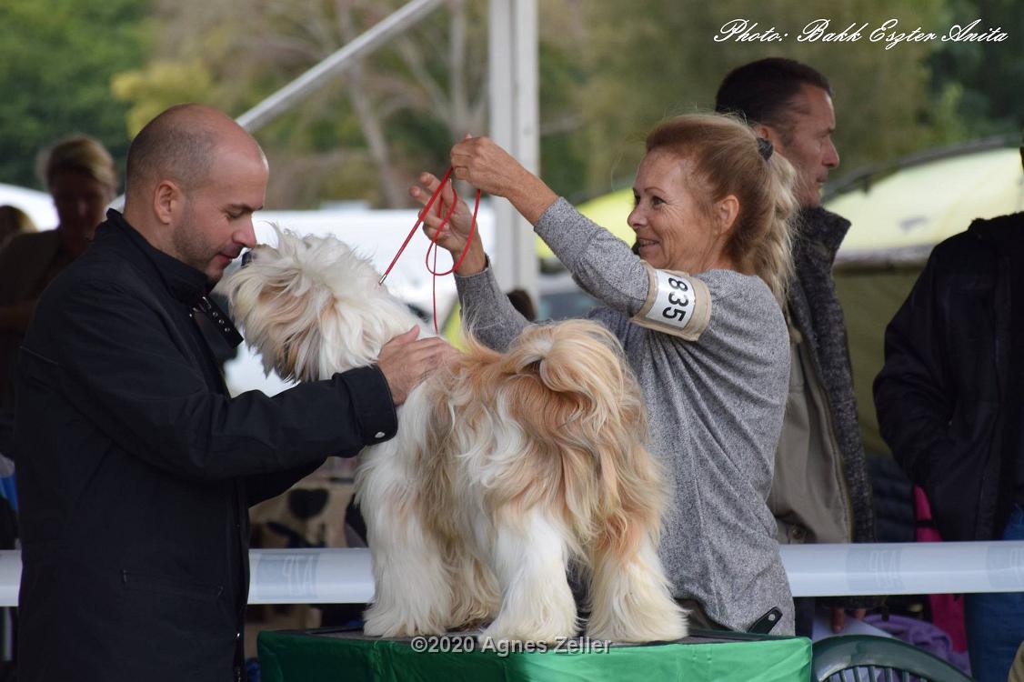 Tinghsa Bells Tibetan Terrier 0136