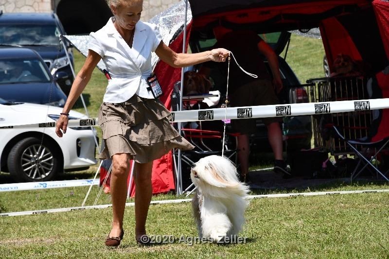 Tinghsa Bells Tibetan Terrier 0138