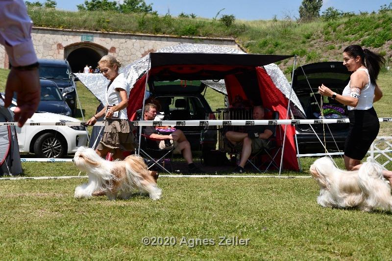 Tinghsa Bells Tibetan Terrier 0139