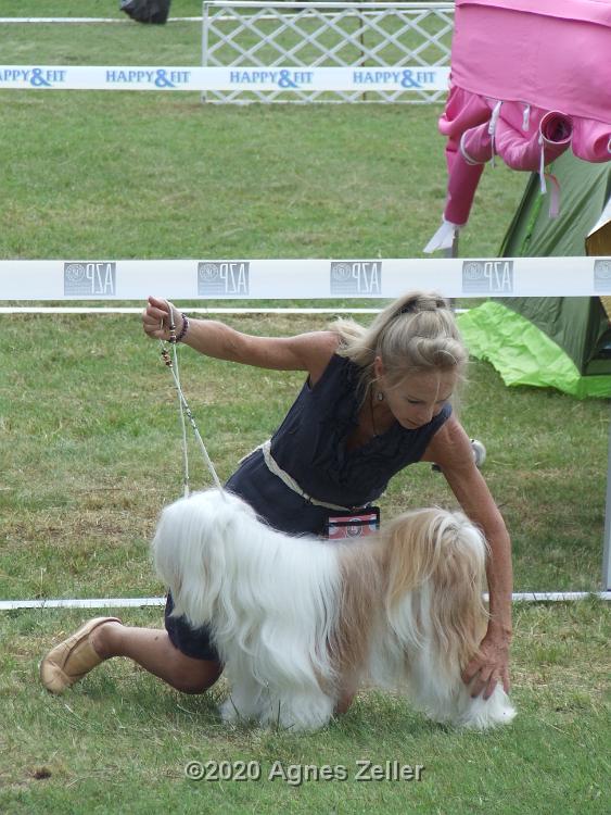 Tinghsa Bells Tibetan Terrier 0142