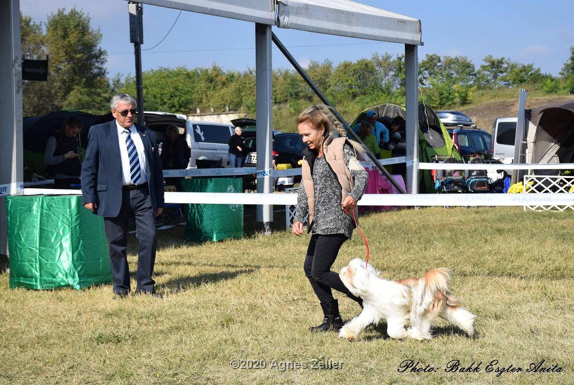 Tinghsa Bells Tibetan Terrier 0143