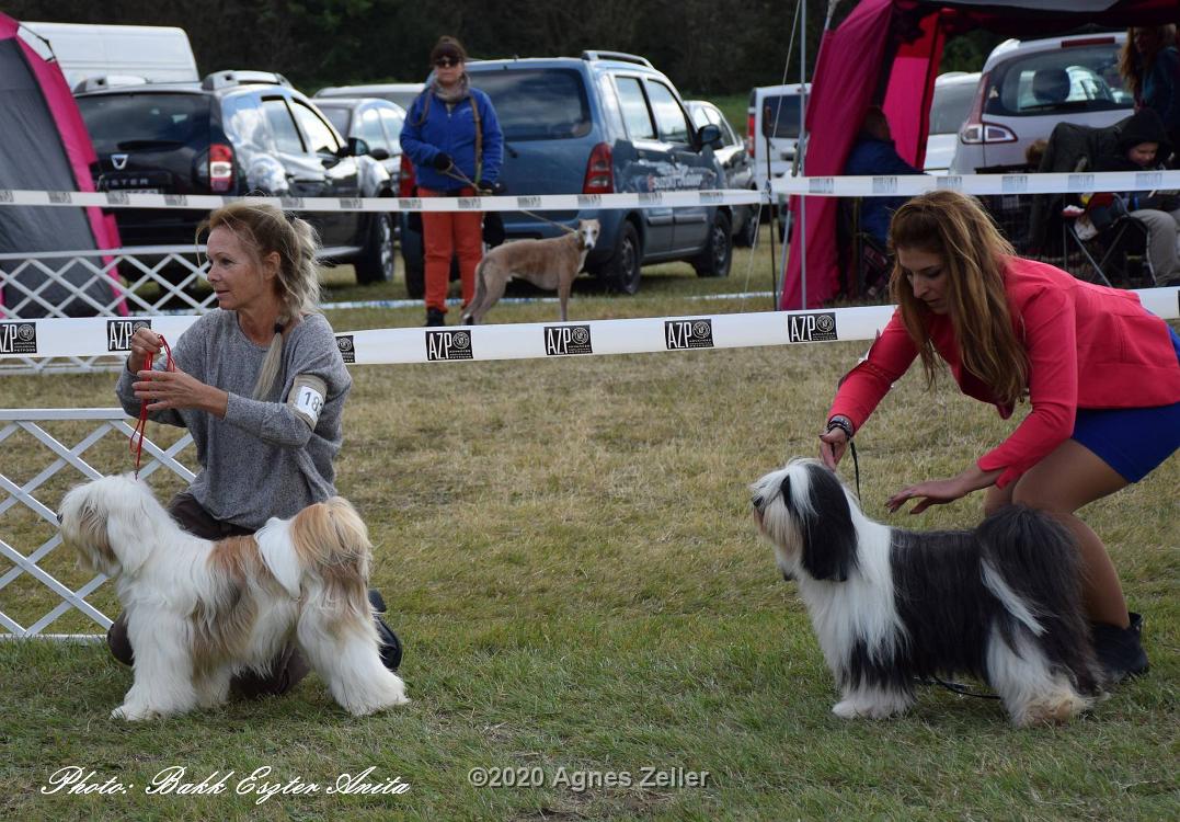 Tinghsa Bells Tibetan Terrier 0144