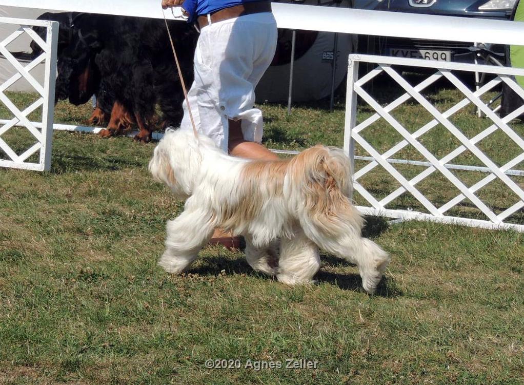 Tinghsa Bells Tibetan Terrier 0145