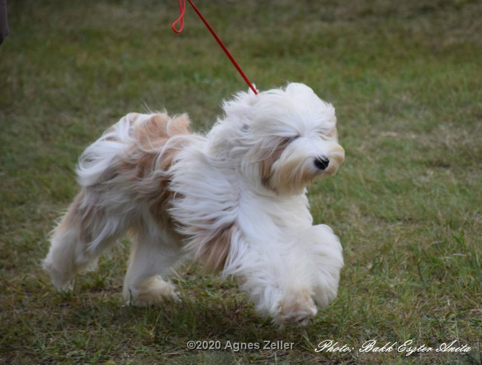 Tinghsa Bells Tibetan Terrier 0147