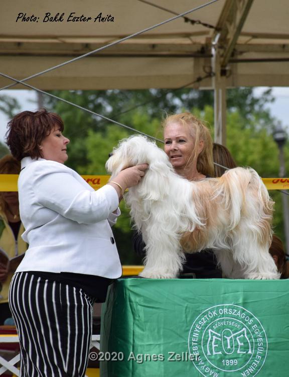 Tinghsa Bells Tibetan Terrier 0149