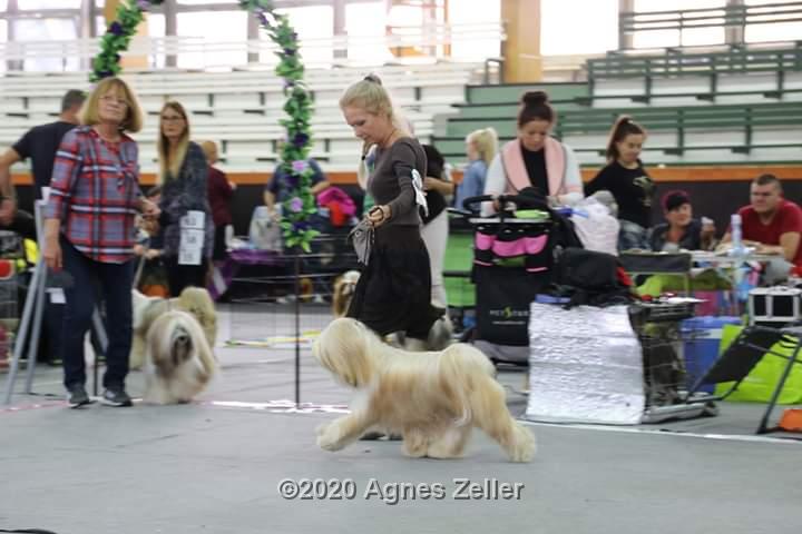 Tinghsa Bells Tibetan Terrier 0152