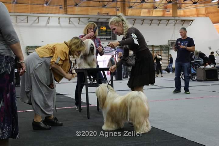 Tinghsa Bells Tibetan Terrier 0153