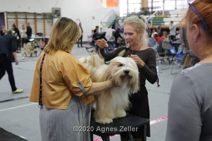 Tinghsa Bells Tibetan Terrier 0154