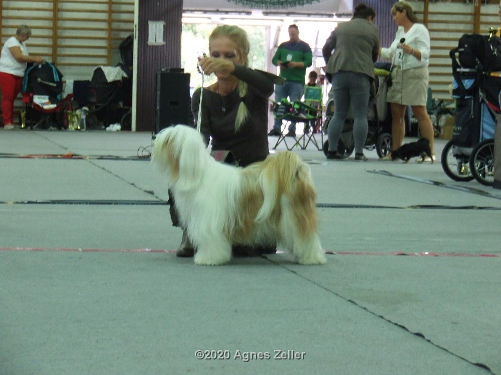 Tinghsa Bells Tibetan Terrier 0156