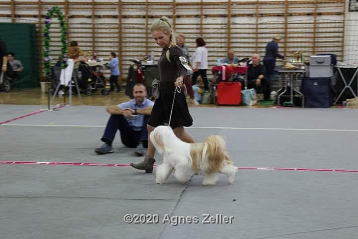 Tinghsa Bells Tibetan Terrier 0158