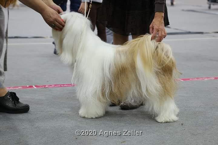 Tinghsa Bells Tibetan Terrier 0159