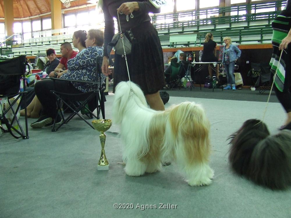 Tinghsa Bells Tibetan Terrier 0160