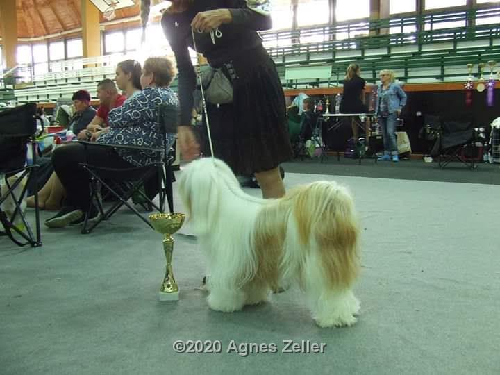 Tinghsa Bells Tibetan Terrier 0161