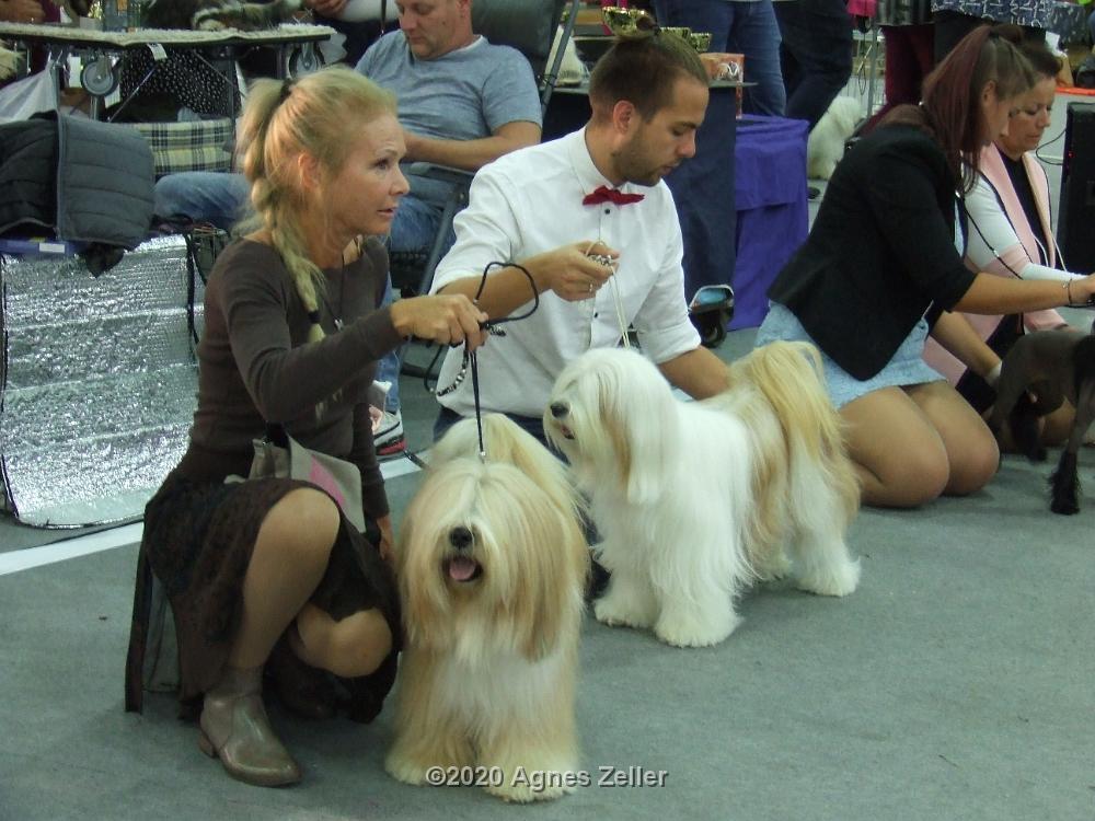 Tinghsa Bells Tibetan Terrier 0164