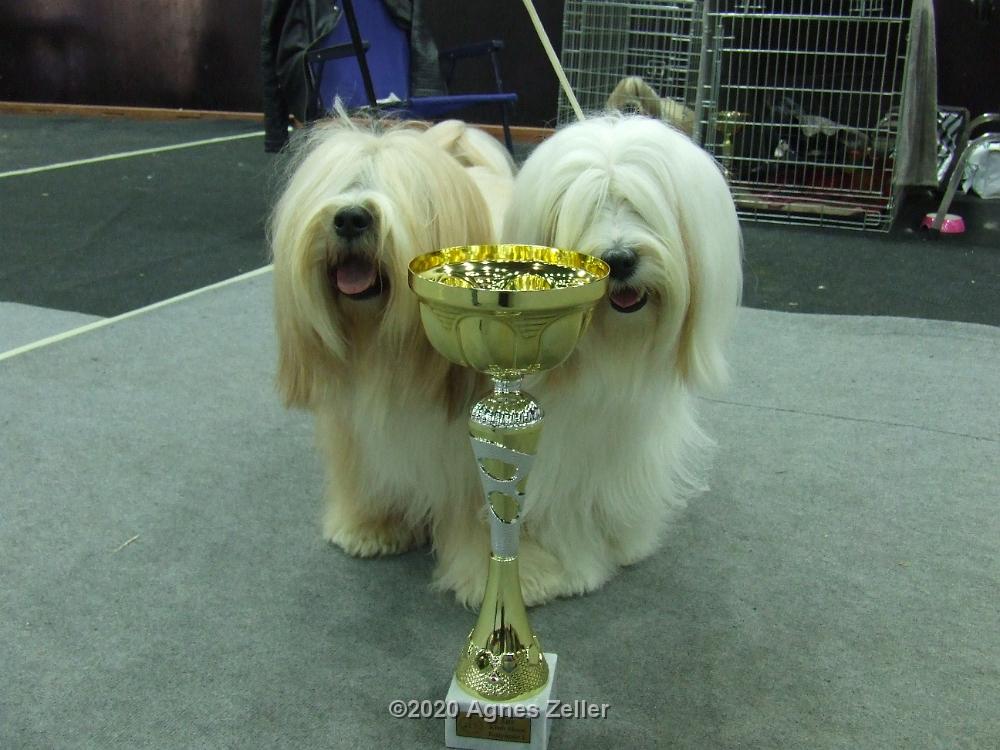 Tinghsa Bells Tibetan Terrier 0165