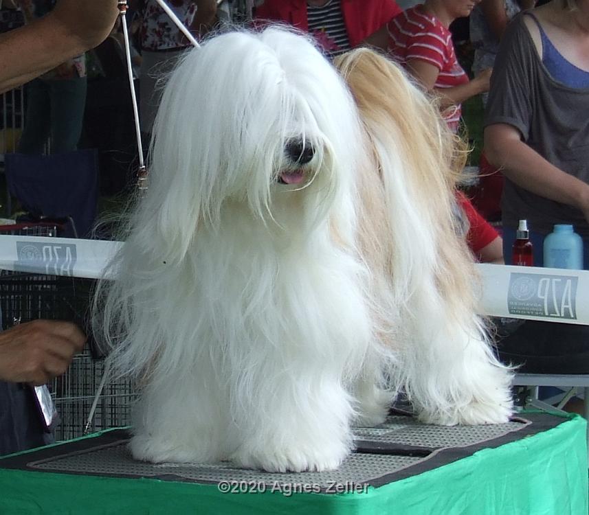 Tinghsa Bells Tibetan Terrier 0168