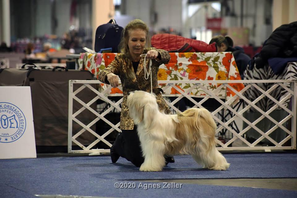 Tinghsa Bells Tibetan Terrier 0169