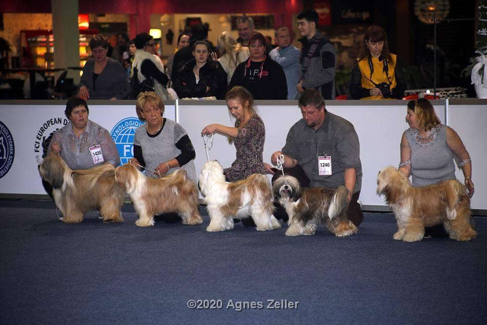 Tinghsa Bells Tibetan Terrier 0170