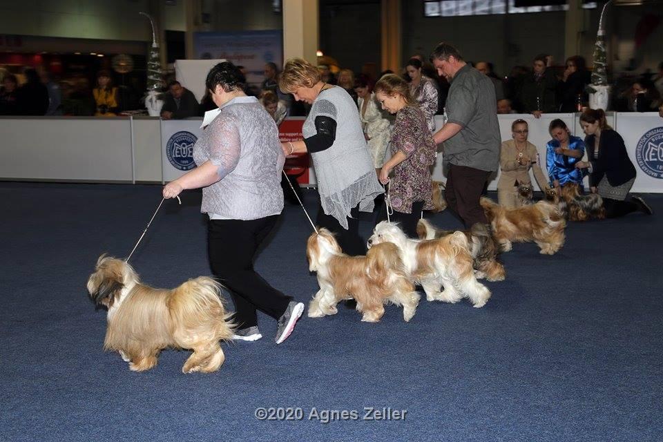 Tinghsa Bells Tibetan Terrier 0171