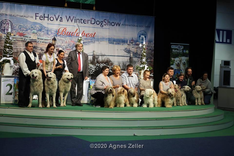 Tinghsa Bells Tibetan Terrier 0173