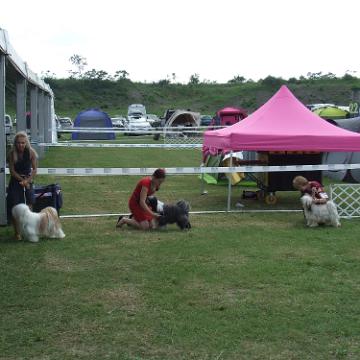 Tinghsa Bells Tibetan Terrier 01