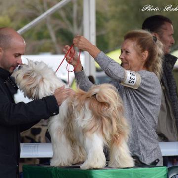 Tinghsa Bells Tibetan Terrier 0136