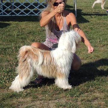 Tinghsa Bells Tibetan Terrier 0137